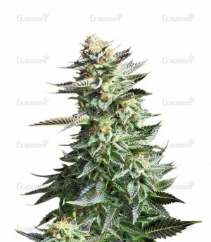 sort_Amnesia_Haze_RQS__3WuY0ARGULy5Bp2B.jpg