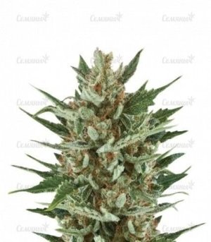 sort_Speedy_Chile_Fast_Flowering__7pGRIGWQA45SUEAn.jpg