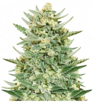 strawberry banana auto.jpg