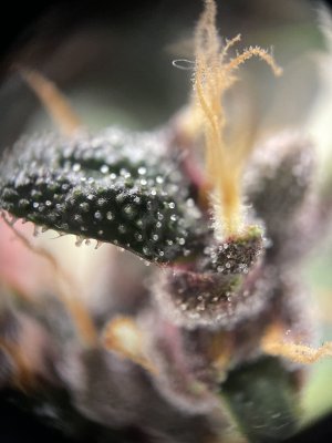 IMG_3260.jpeg