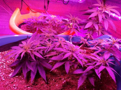 super-lemon-haze-fem-Semyanich__olFRGEz0cM1XtT9M.jpg