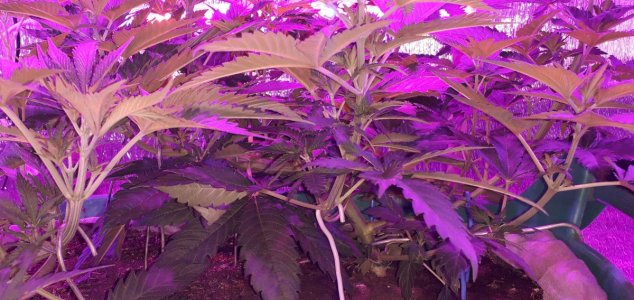 gorilla-glue-4-fem-anesia-seeds__cMlalicp0DfPuGma.jpg