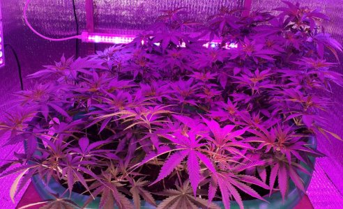 gorilla-glue-4-fem-anesia-seeds__JxbKRZBEtAAcPXpu.jpg