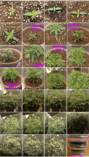 Screenshot_2023-11-07-23-37-26-634_com.miui.gallery-edit.jpg
