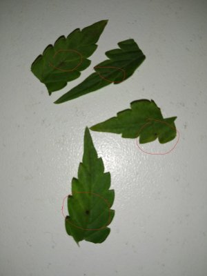 IMG_20231123_182504.jpg
