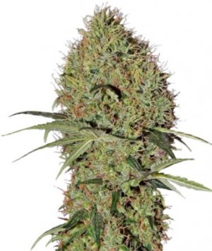 super bud auto.jpg super bud auto.jpg