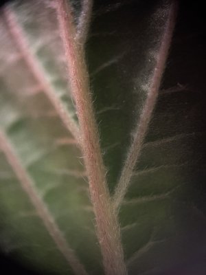 IMG_4741.jpeg