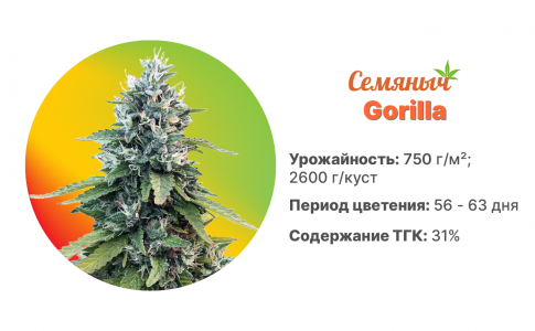 Gorilla Gorilla