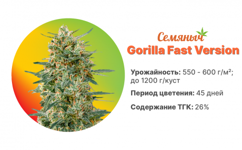 Gorilla Fast Version