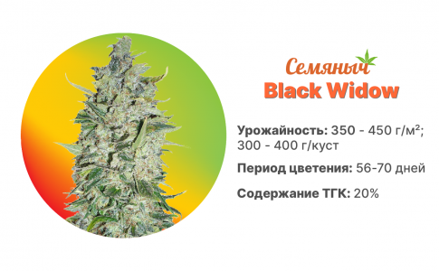 Black Widow Black Widow