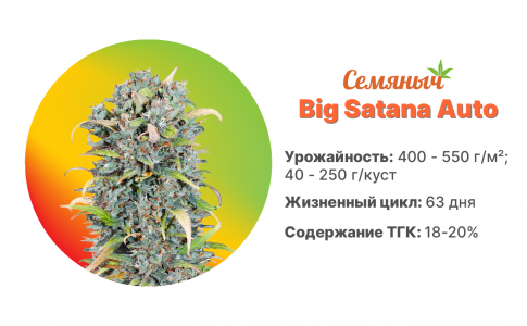 Big Satana Auto Big Satana Auto