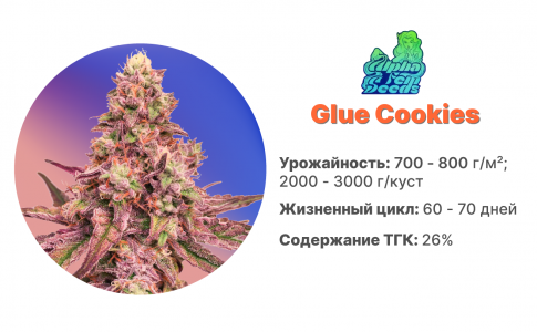 Glue Cookies Glue Cookies