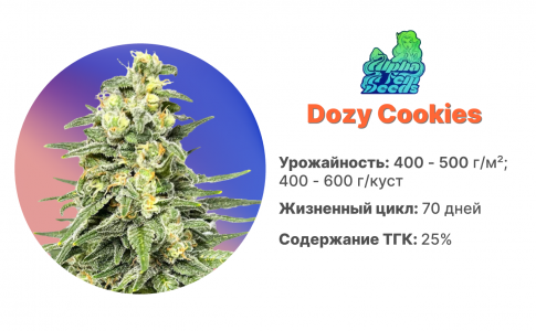 Dozy Cookies Dozy Cookies