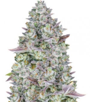 gorilla cookies.jpg