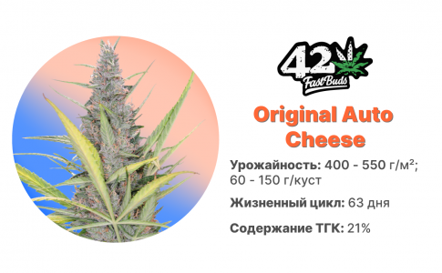 Original Auto Cheese