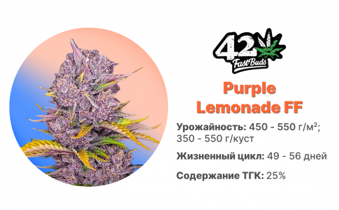 Purple Lemonade FF Purple Lemonade FF