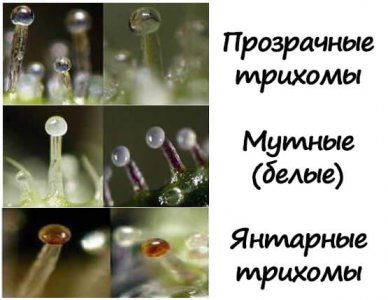 трихомы.jpg