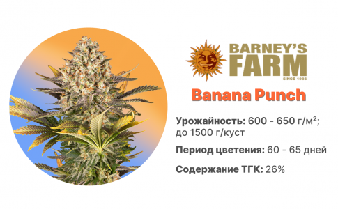Banana Punch