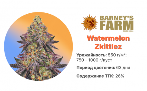 Watermelon Zkittlez