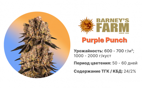 Purple Punch Purple Punch