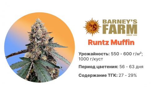Runtz Muffin Runtz Muffin
