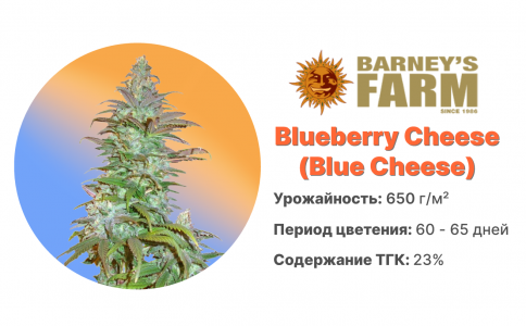 Blue Cheese