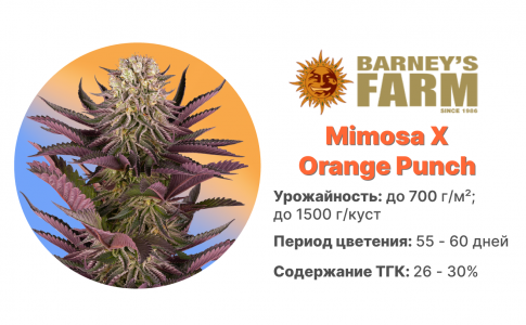 Mimosa X Orange Punch Mimosa X Orange Punch