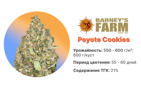 Peyote Cookies Peyote Cookies
