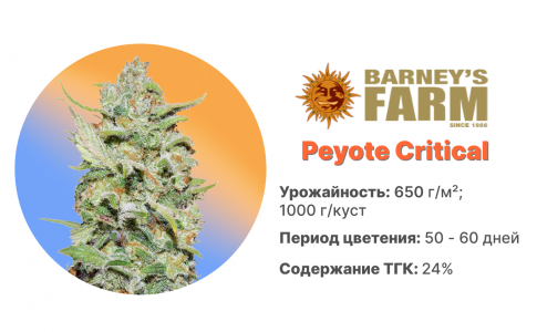 Peyote Critical