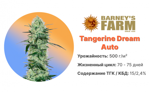 Tangerine Dream Auto