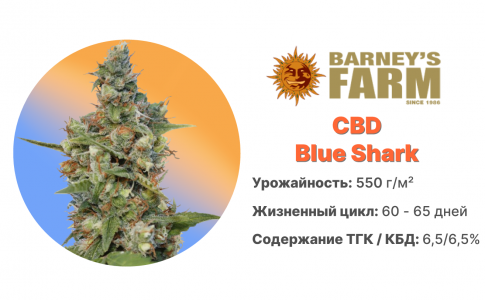 CBD Blue Shark