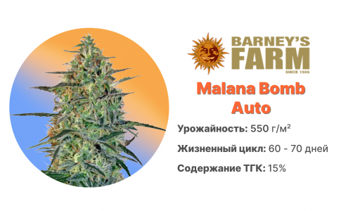 Malana Bomb Auto Malana Bomb Auto