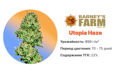 Utopia Haze