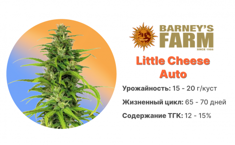 Little Cheese Auto