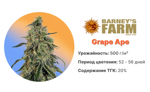 Grape Ape