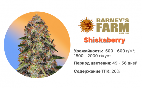 Shiskaberry