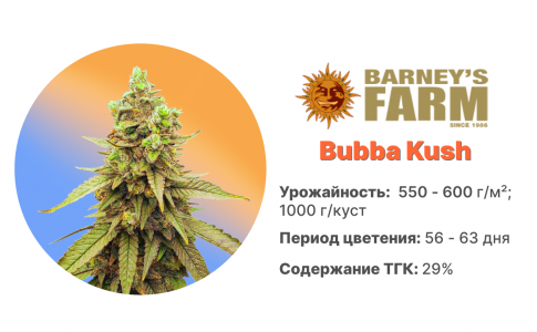 Bubba Kush