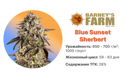 Blue Sunset Sherbert Blue Sunset Sherbert