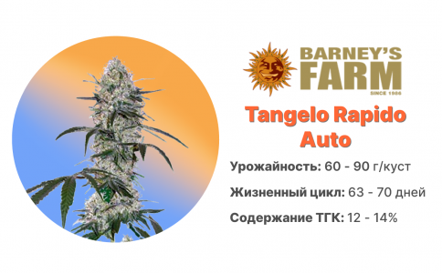 Tangelo Rapido Auto Tangelo Rapido Auto