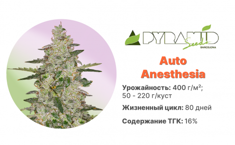 Auto Anesthesia Auto Anesthesia