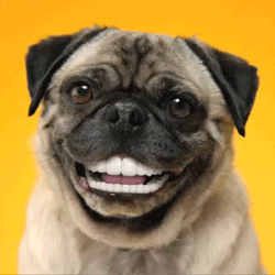 giphy.GIF
