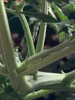 IMG_0320.jpeg