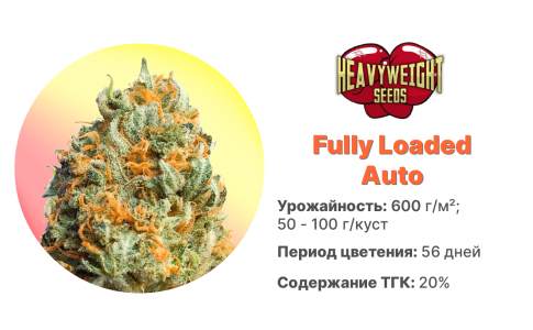 Fully Loaded Auto