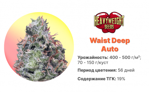 Waist Deep Auto