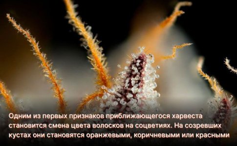 Харвест автоцветов в индоре