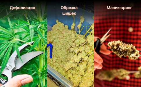 Уборка урожая автоцветов