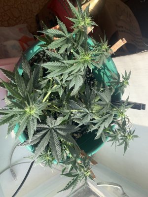 IMG_0390.jpeg