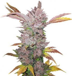 lsd auto.jpg lsd auto.jpg