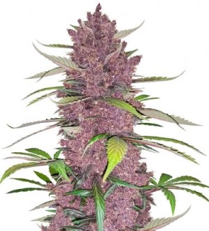 purple lemonade auto.jpg purple lemonade auto.jpg