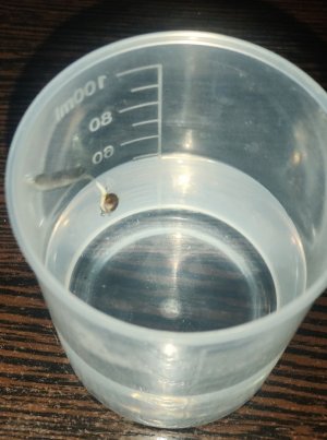 IMG_20240325_092329.jpg